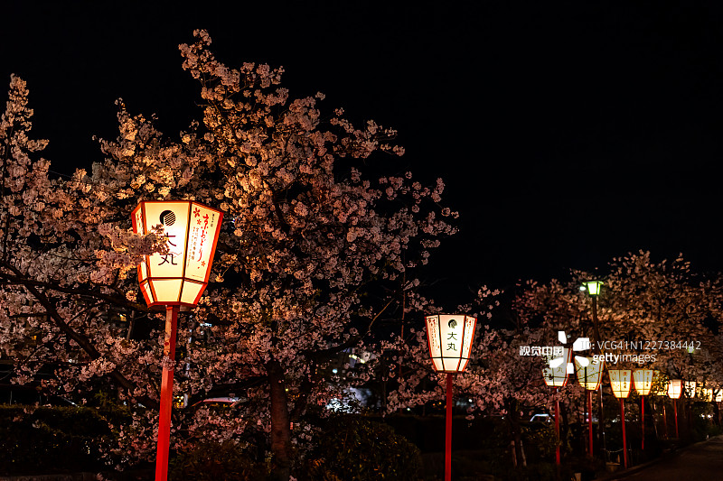 花见节期间，红色纸灯笼和樱花树在加茂河上发光图片素材