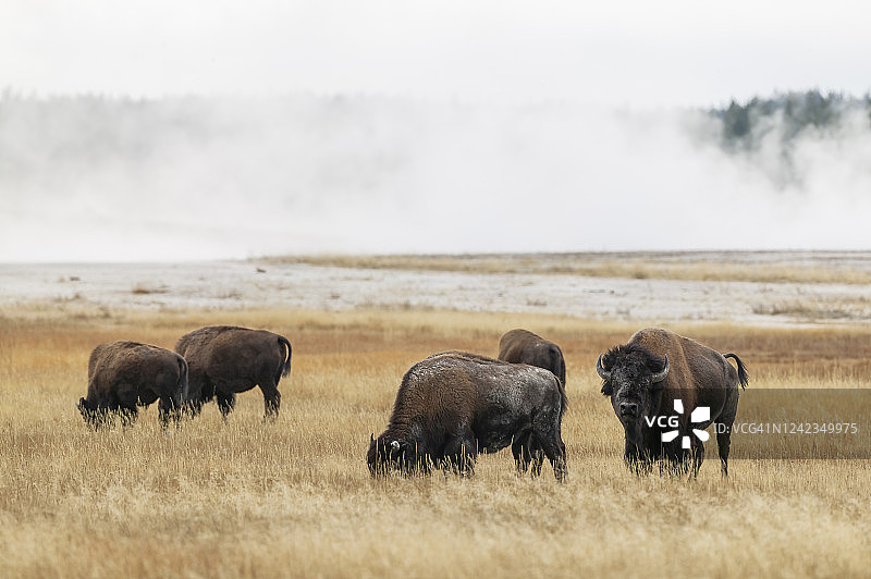 美国野牛(野牛)黄石国家公园，怀俄明州，美国图片素材