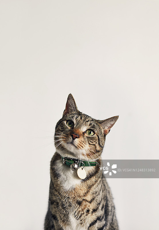 虎斑猫的肖像图片素材