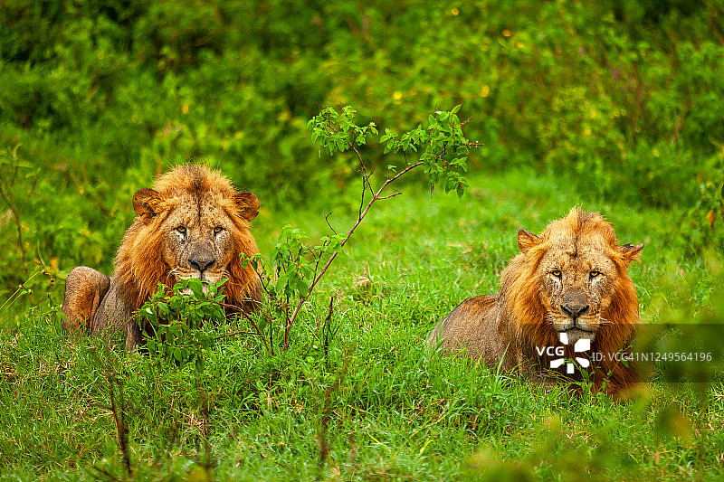 两只雄狮(Panthera leo)在森林中休息的场景图片素材