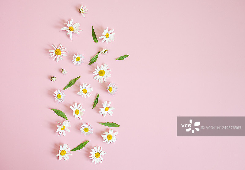 白色雏菊花和绿色的叶子在粉红色的背景，夏天的花的背景图片素材