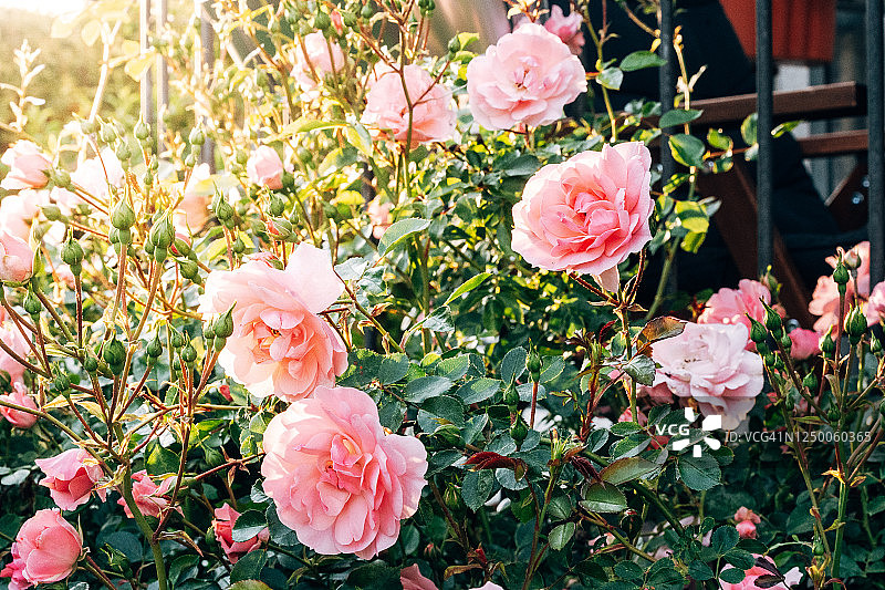 花园里的玫瑰，不像你的图片素材