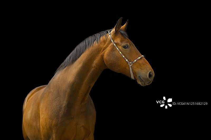 奥地利瓦尔德维尔特尔，一只海湾暖血骟马的肖像，黑色背景前系着笼头图片素材