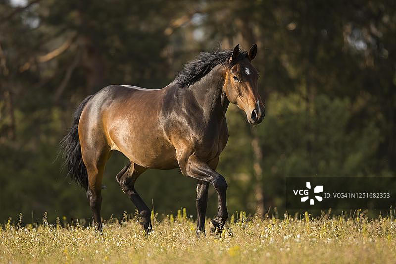 棕色荷斯坦母马在牧场上小跑，瓦德维尔特尔，奥地利图片素材