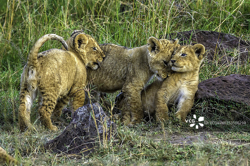 马赛马拉的狮子幼崽在打架图片素材