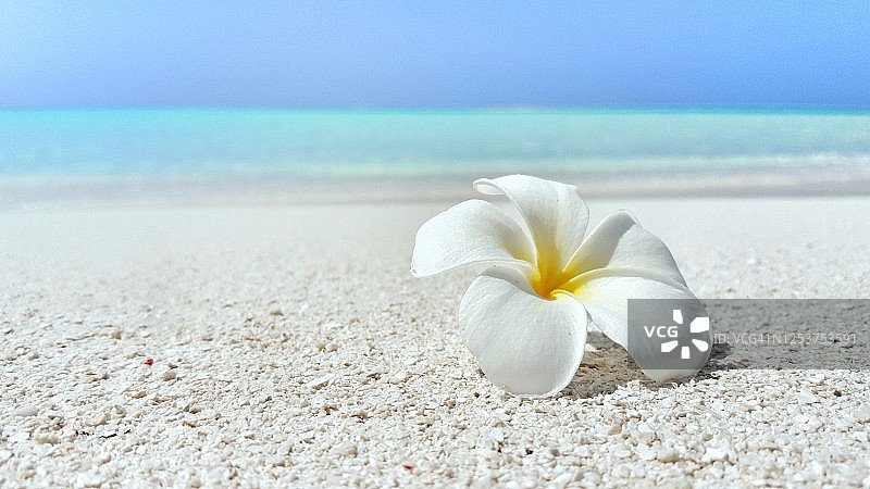 美丽的热带白花与背景浅绿色的海和博拉博拉的蓝天在沙滩上-近距离观察图片素材