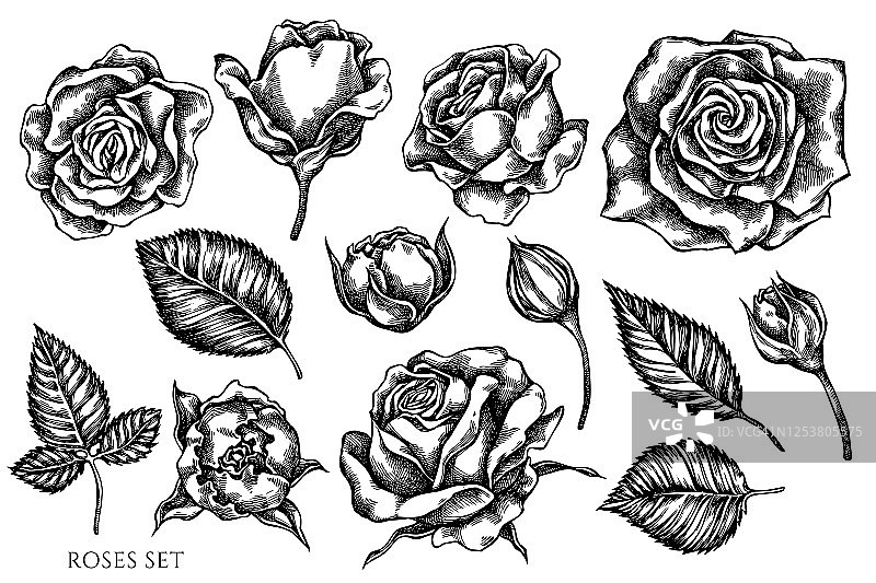 矢量集手绘黑白玫瑰图片素材