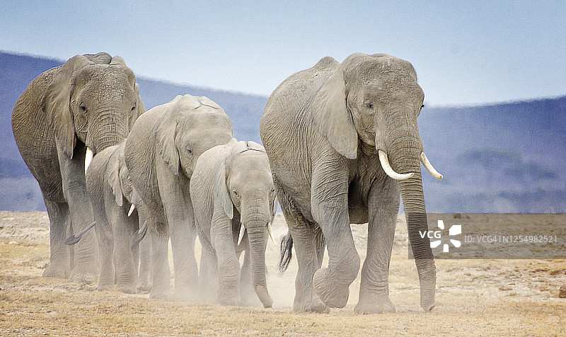 令人惊叹的大象家族行进在肯尼亚安博塞利图片素材