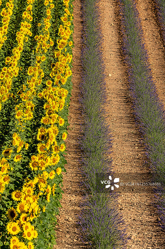 薰衣草和向日葵，法国普罗旺斯，欧洲图片素材