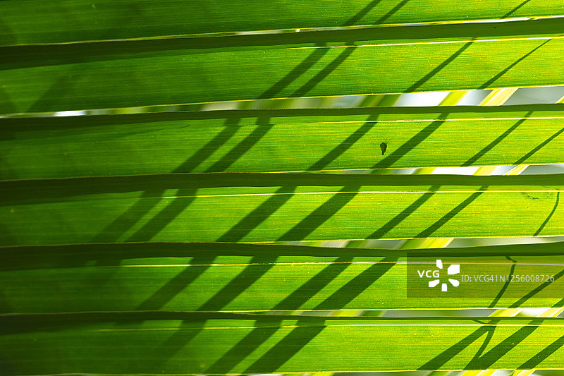 棕榈叶与纸黄蜂和巢的剪影图片素材