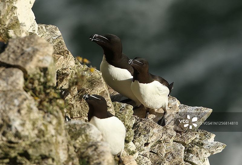 在英国筑巢地的悬崖边缘栖息着一种令人惊叹的剃须刀鸟。图片素材