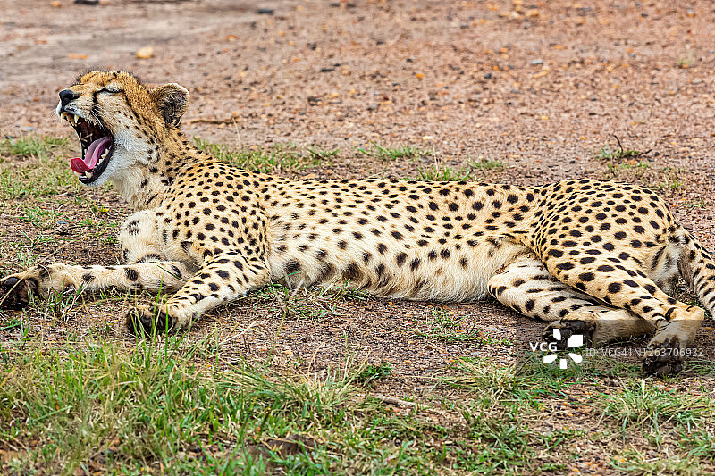 非洲猎豹妈妈躺在野外看着图片素材