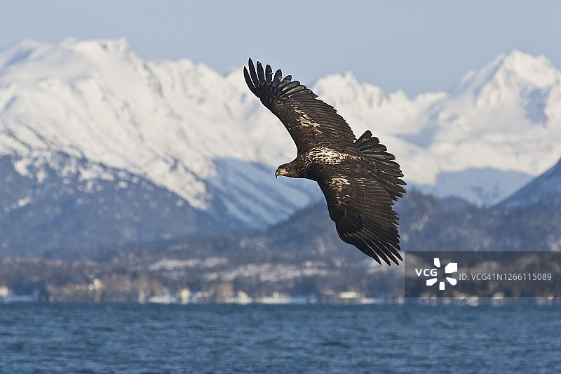 幼年的秃鹰在山里飞行图片素材