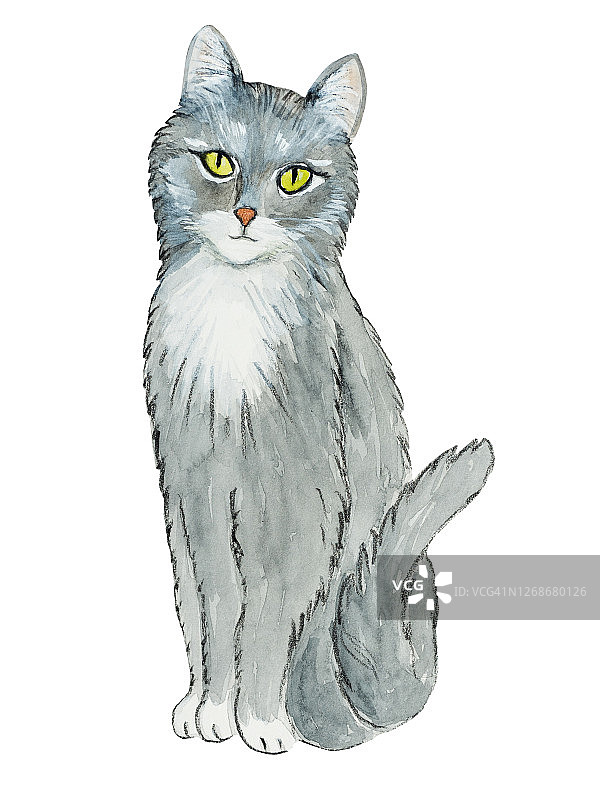 可爱的，漂亮的灰色小猫。特写镜头图片素材