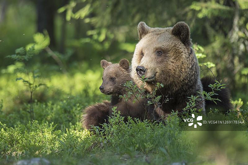 在芬兰卡累利阿的北方针叶林中，雌熊(熊熊)和后代，幼熊，婴儿，可爱，Suomussalmi图片素材