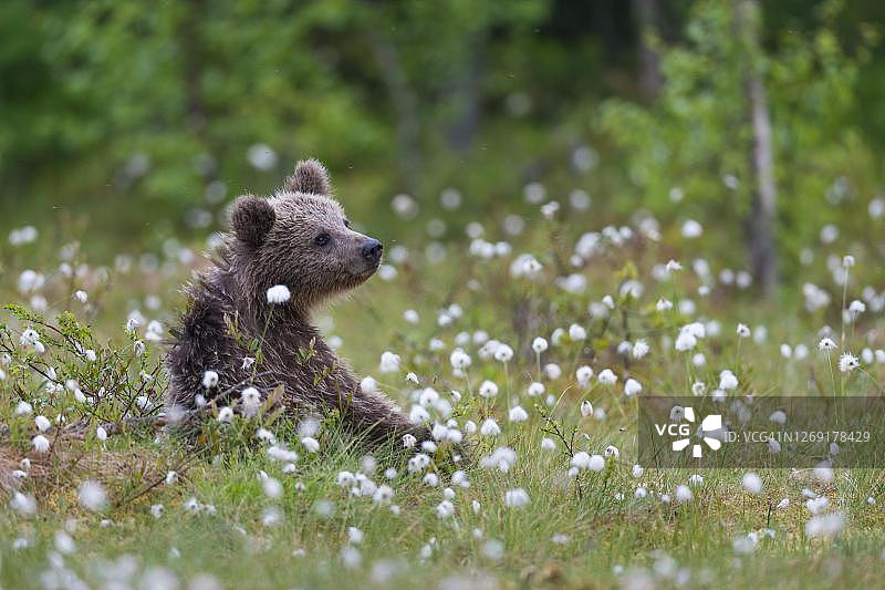 图为芬兰卡累利阿苏姆萨米的一处长满棉花草的沼泽地里的棕熊图片素材