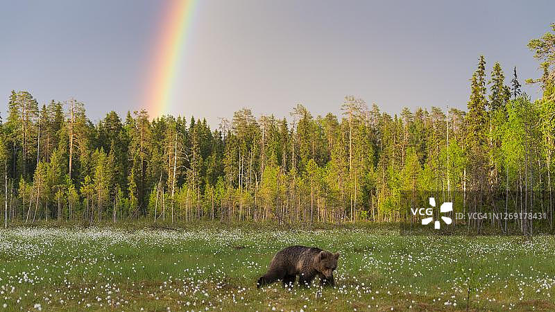 芬兰卡累利阿，彩虹，苏乌萨米，一处北方针叶林边缘，一处长满棉花草的沼泽图片素材