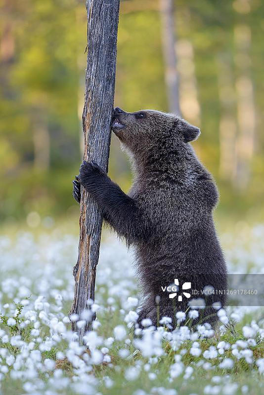 棕熊(Ursus arctos)在一棵结满棉花草的沼泽里玩着树图片素材