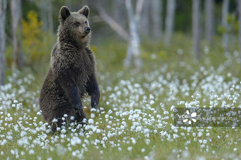 棕熊(小熊)直立地站在一个结满棉花草的沼泽里，专注，安全，芬兰卡累利阿图片素材