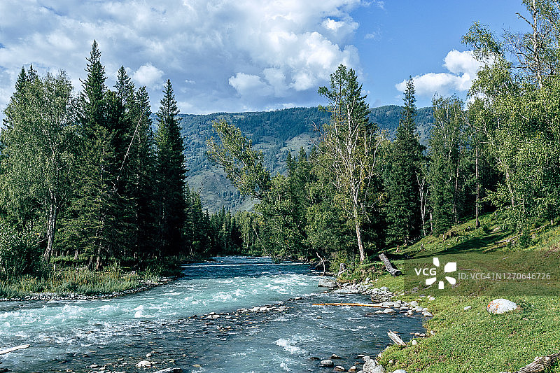 库切拉河与冷杉森林，夏季，西伯利亚，阿尔泰，俄罗斯图片素材