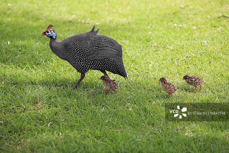 头盔珍珠鸡(Numida meleagris)，成年，幼小的动物，小鸡，警惕，行走，Kirstenbosch植物园，开普敦，南非图片素材