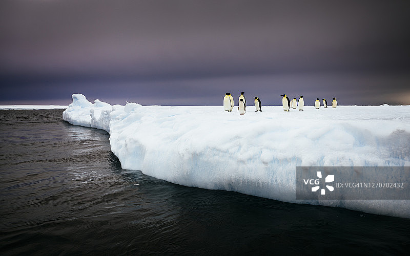 帝企鹅站在冰山上图片素材