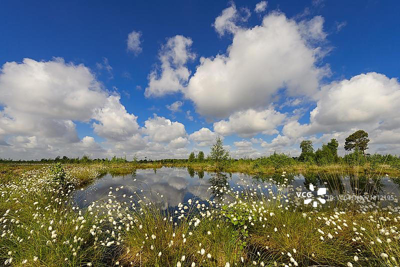 卓有成效的棉花草(苔藓vaginatum)和积云在春天在沼泽,奥尔登堡Muensterland, Goldenstedter沼泽,Goldenstedt,德国下萨克森州图片素材