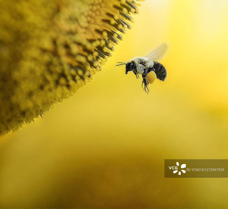 美丽的蜜蜂近距离飞行反对向日葵黄在宾夕法尼亚州图片素材
