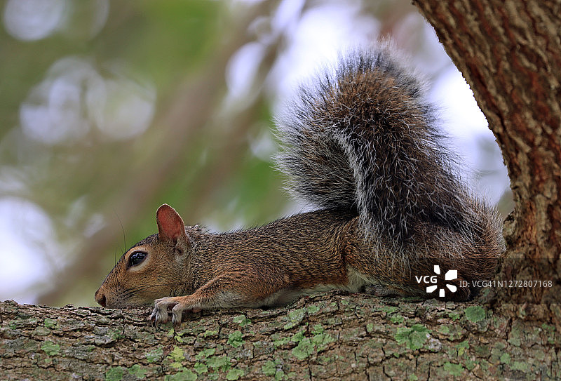 松鼠躺在一棵柏树的树枝上，尾巴翘在模糊的背景上图片素材