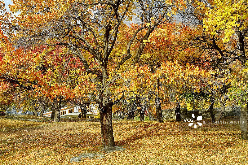 秋天的落叶和树木。图片素材