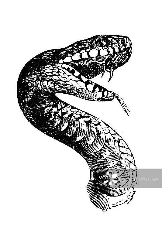 蝰蛇的嘴图片素材