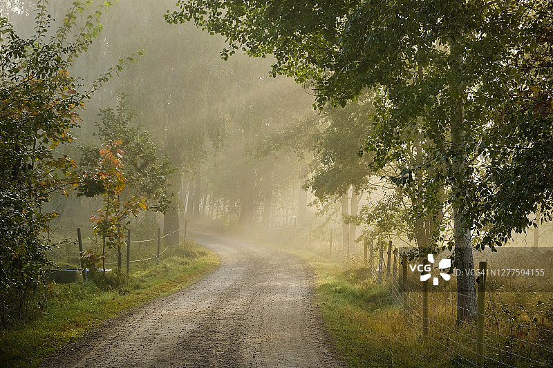 秋雾中穿过森林和牧场的狭窄的森林道路图片素材
