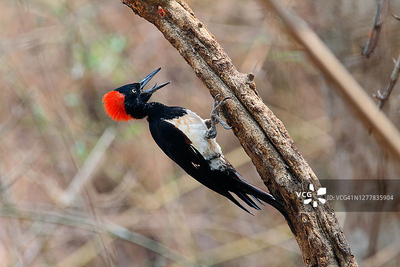 泰国美丽的雌性啄木鸟栖息在树上图片素材