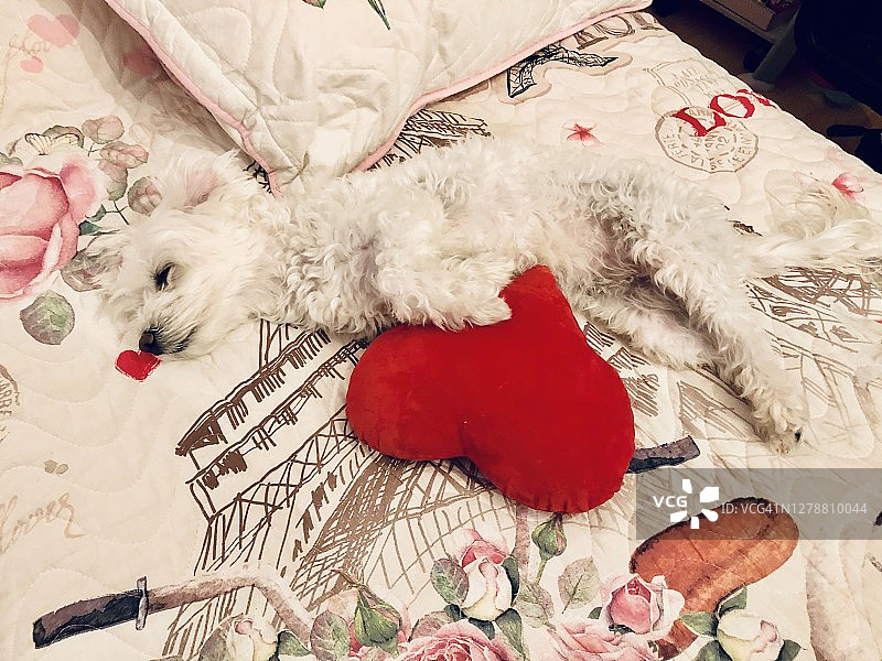 狗睡在红色心形枕头的床上图片素材