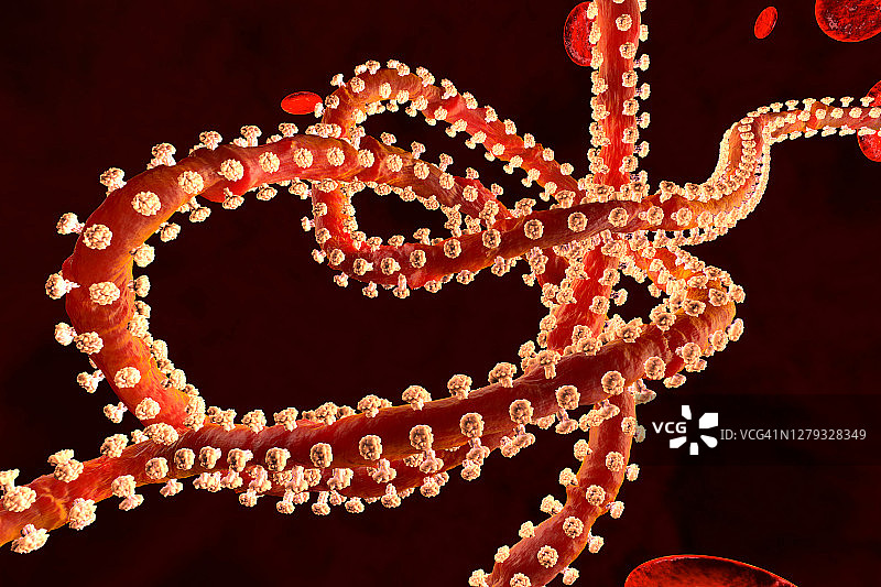 埃博拉病毒的三维渲染图片素材