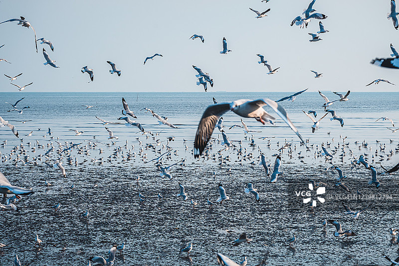 海鸥在海滩上飞翔的风景图片素材