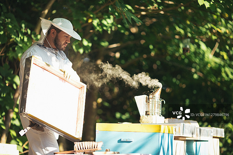 照料蜂箱的年轻养蜂人图片素材