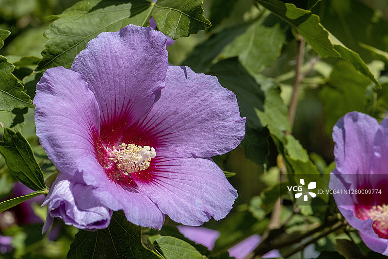 美丽的紫色木槿的夏季花图片素材