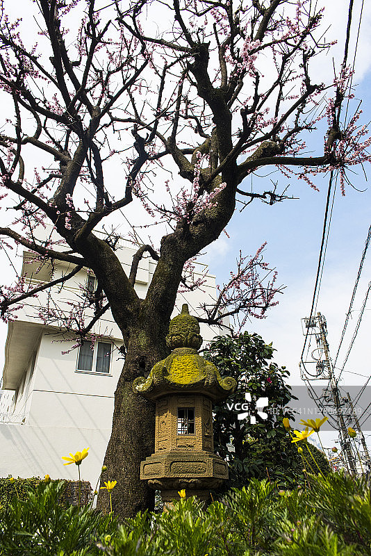 在日本东京的惠比寿区散步。图片素材