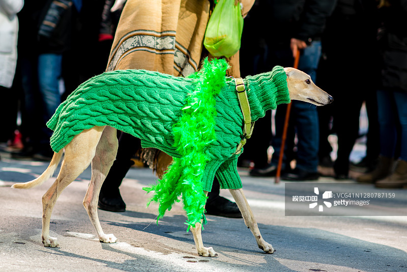 蒙特利尔市中心，盛装的快乐狗狗在圣帕特里克节游行图片素材