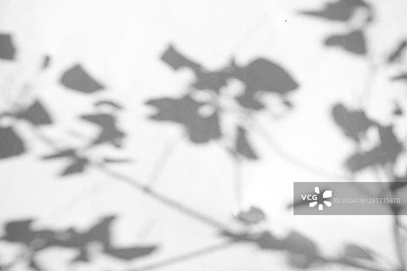 时尚摄影效果的植物叶子阴影，阳光反射在白色的背景为覆盖图片素材