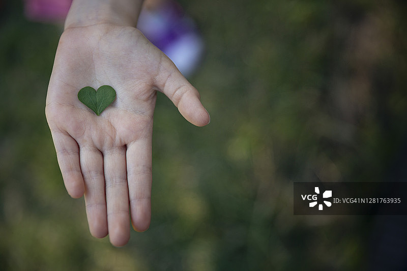 绿色的心型叶子在一个孩子的手里图片素材