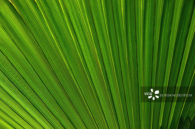 阳光透过皱褶扇棕榈叶(Licuala grandis)的特写图片素材