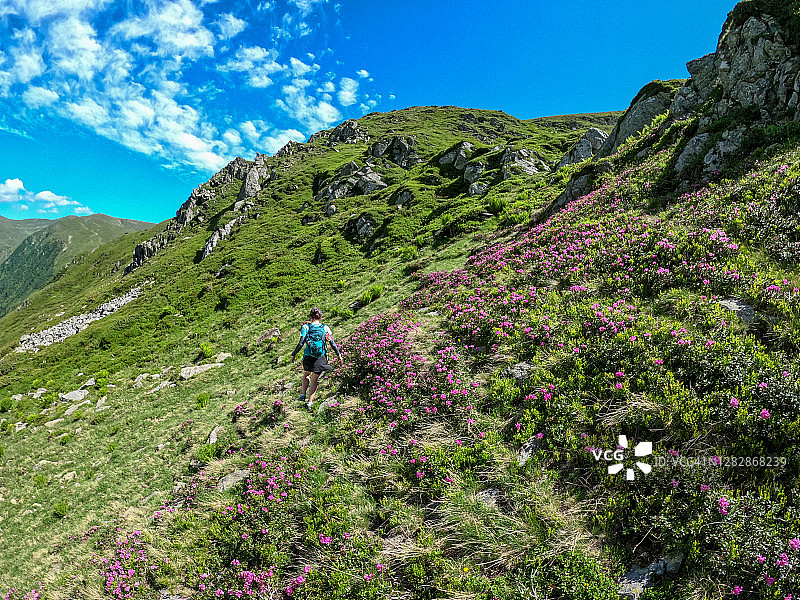 女冒险家徒步在绿色的山坡上盛开的粉红色杜鹃花图片素材