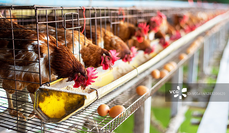 鸡笼养鸡工业农场图片素材