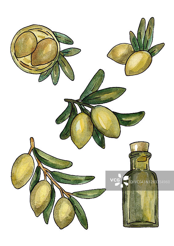 一套手绘彩色水彩橄榄色画孤立的白色背景。水果橄榄，橄榄树，橄榄油的插图图片素材