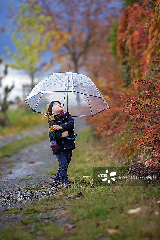 可爱的蹒跚学步的金发小孩，可爱的男孩，在秋天的公园与色彩斑斓的树木和灌木丛玩耍图片素材