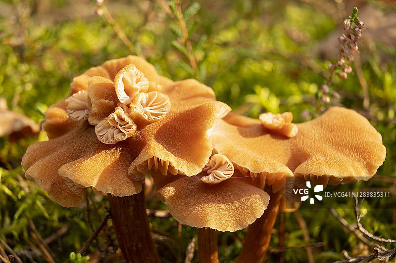 美丽的蘑菇生长在秋天的特写。德国勃兰登堡。图片素材