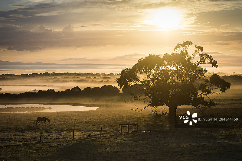 壮丽的金色日出在美丽的桉树和马放牧在雾蒙蒙的农田图片素材