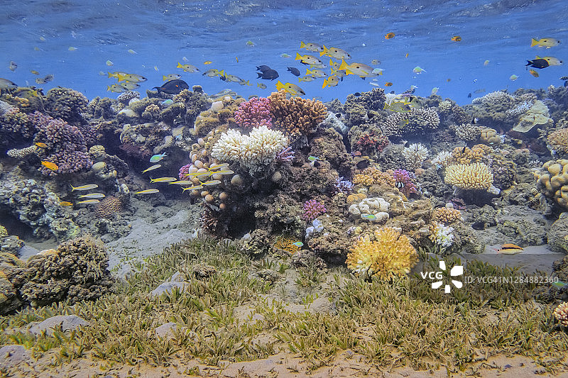 埃及的拉哈米湾，美丽的珊瑚礁上有海洋生物和许多热带鱼/小珊瑚礁图片素材